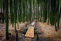 03 Kamakura, hokokuji bamboe tuin
